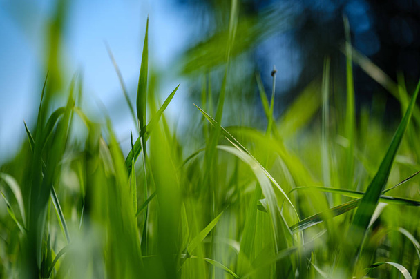 groen gras in weide weide met blur effect - Foto, afbeelding
