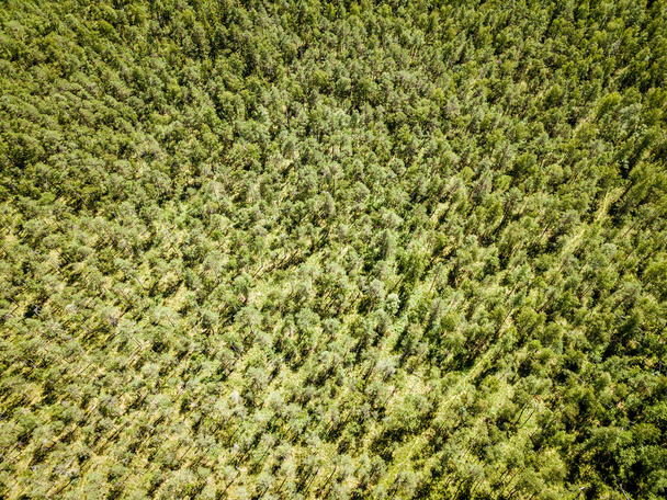 бесконечные зеленые леса из беспилотников летом
 - Фото, изображение