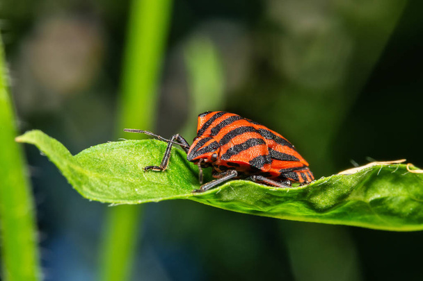 Red and black Italian Striped Beetle or Minstrel Bug (Graphosoma lineatum). Stinky bug on the leaf. - Photo, Image