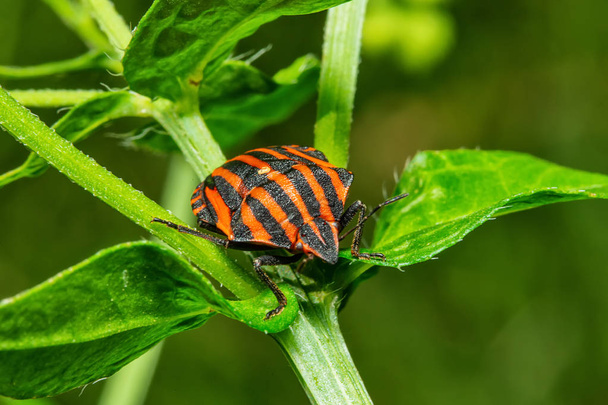 Red and black Italian Striped Beetle or Minstrel Bug (Graphosoma lineatum). Stinky bug on the leaf. - Photo, Image