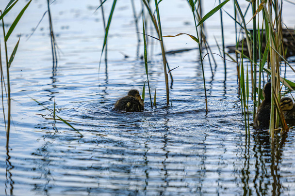 nehir gölü suda yüzen küçük ördek yavrusu ile anne ördek olmak - Fotoğraf, Görsel