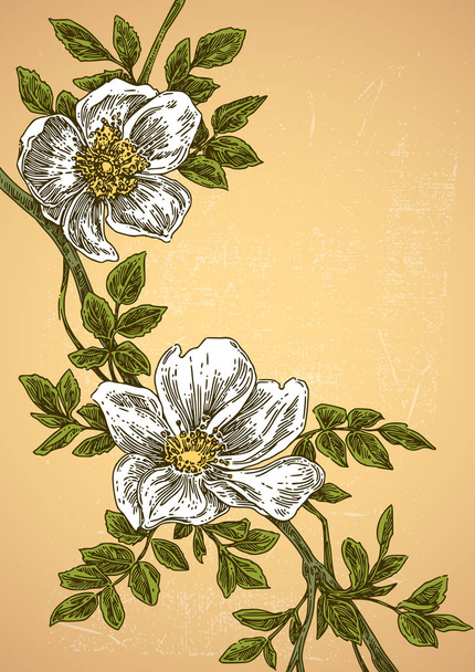 Branch of wild rose. Vintage color card.  - Vektor, obrázek
