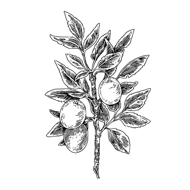 Plum tree branch with fruits.  - Вектор,изображение