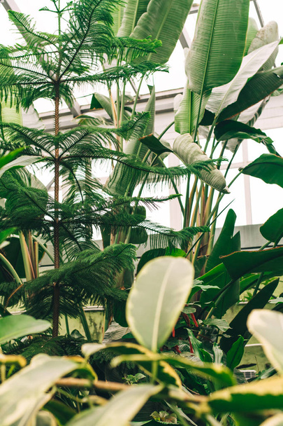 Skleníkový skleník s tmavě zelenými rostlinami na oknech. Závody v džungli tropického skleníkového. - Fotografie, Obrázek