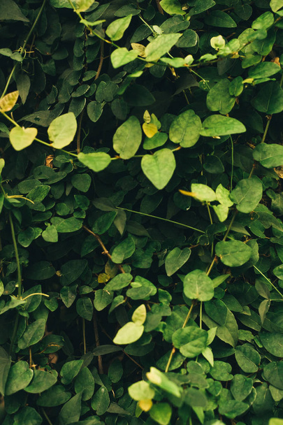 ジャングルの多くの小さな緑の葉の垂直背景。ブログ用テンプレート - 写真・画像
