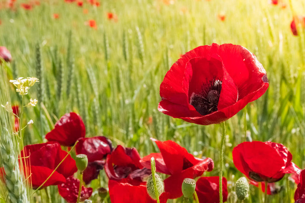 flores rojas de amapola en el campo - Foto, Imagen