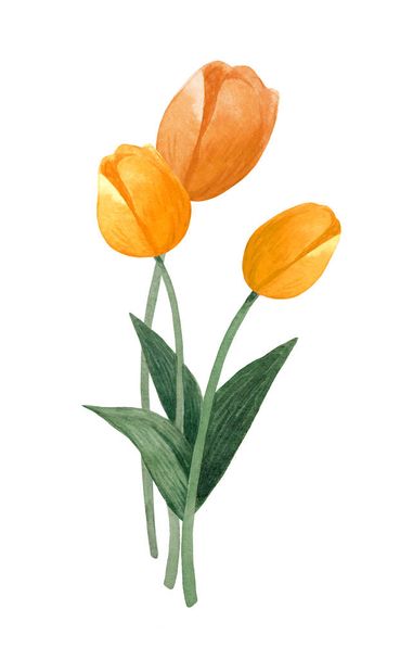 Acuarela pintada a mano tulipanes ramo. Tulipanes coloridos sobre fondo blanco. Ilustración botánica
. - Foto, imagen
