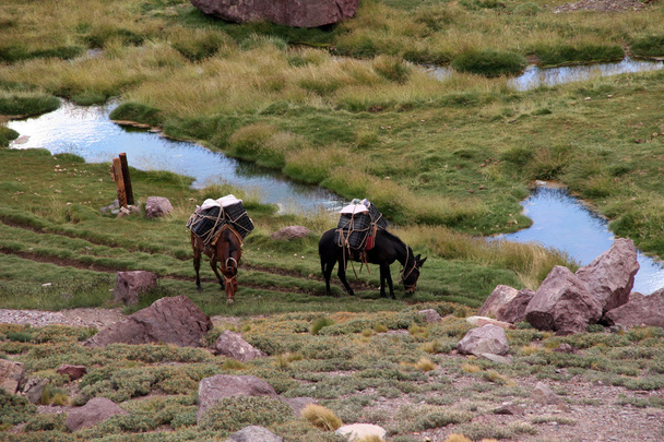 mulas de Aconcagua - Foto, Imagen