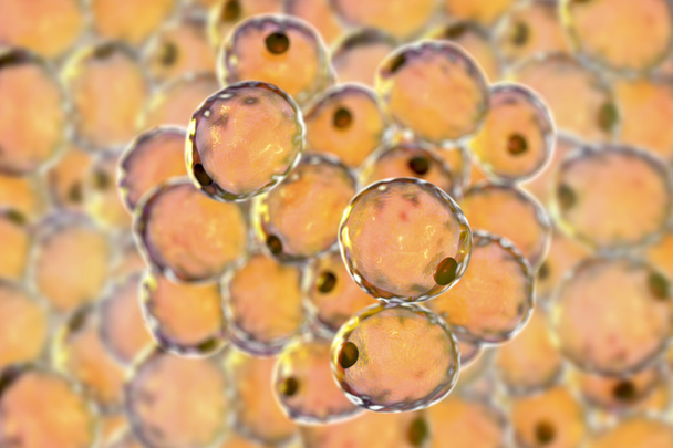 Células grasas o células adiposas
 - Foto, Imagen