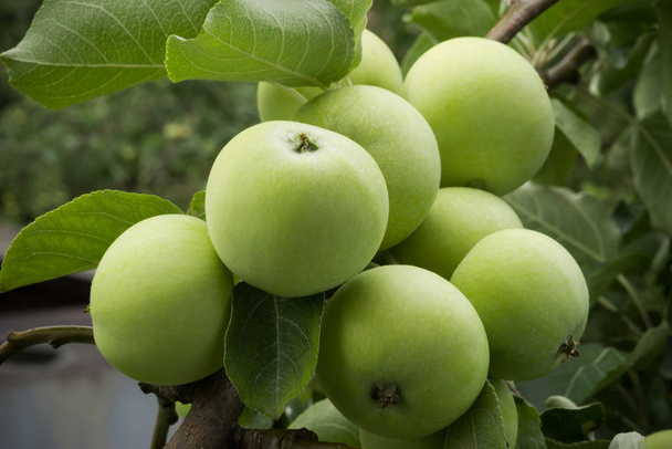 Άφθονη συγκομιδή πράσινων μήλων σε κλαδί μήλου. Ένα πράσινο μήλο πάνω σε ένα κλαδί μήλου. Επιλεκτική εστίαση. - Φωτογραφία, εικόνα