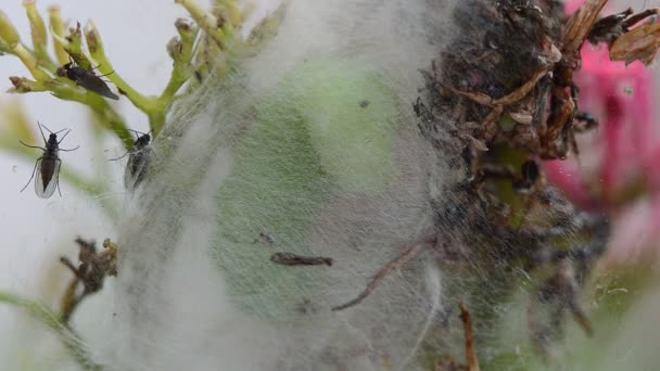 Large green caterpillar spinning a cocoon preparing to pupate. - Footage, Video