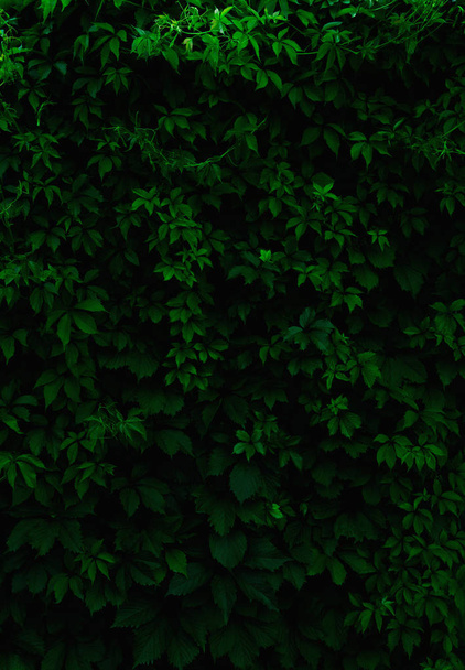 Background of fresh green leaves.  Green leaves pattern backgrou - Photo, image