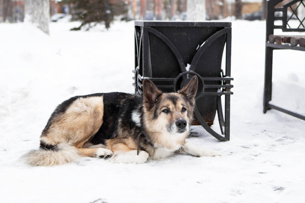 Homeless mongrel dog near to an urn and a bench in a winter snowy park. - Foto, Bild