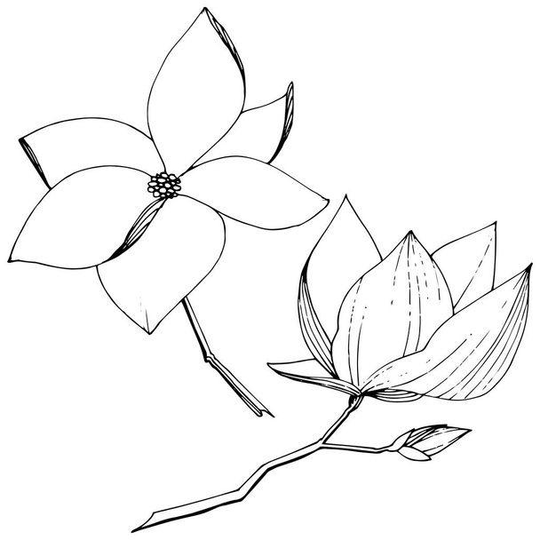 Τα βοτανικά λουλούδια του διανύσματος Magnolia. Μαύρο και άσπρο χαραγμένο μελάνι τέχνης. Μεμονωμένο στοιχείο απεικόνισης μανόλιας. - Διάνυσμα, εικόνα