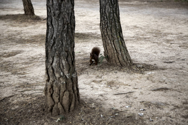 Squirrel in forest - Фото, изображение