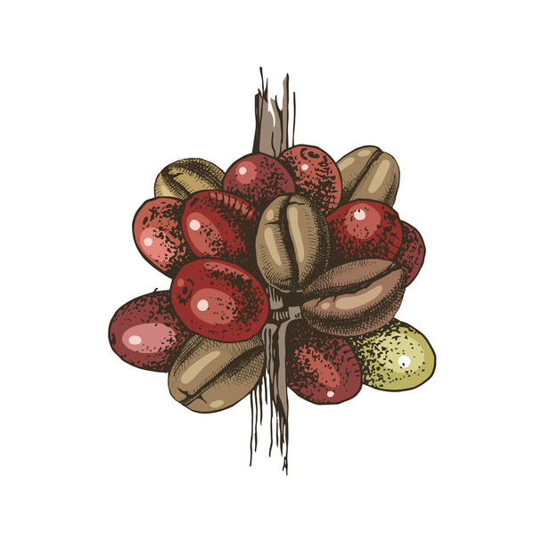 Hand drawn colorful stylized coffee branch - Vektor, kép