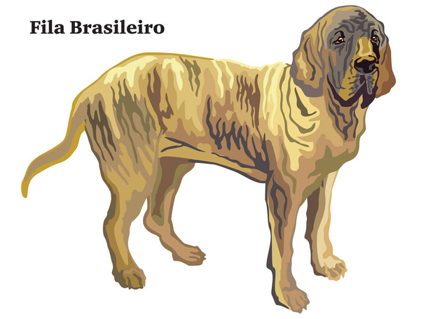 Színes díszítő álló portréja Fila brasileiro vektor i - Vektor, kép
