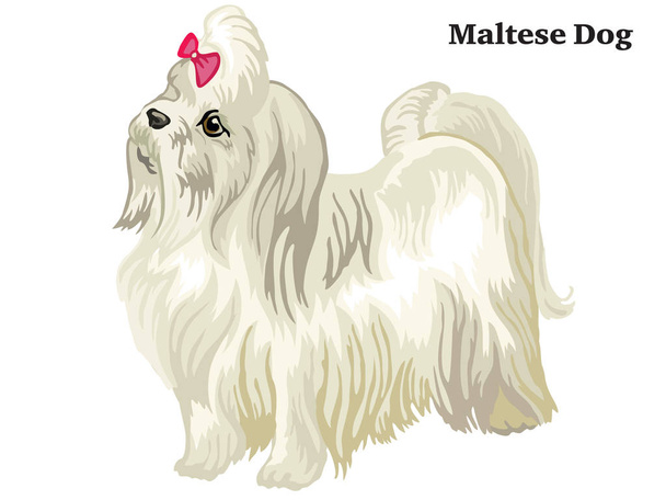 Colored decorative standing portrait of Maltese dog vector illus - Vector, Image
