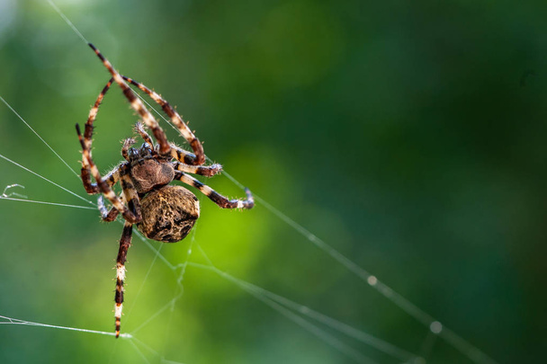 uma grande aranha assustadora de perto ou macro e a web em uma árvore embaçada
 - Foto, Imagem