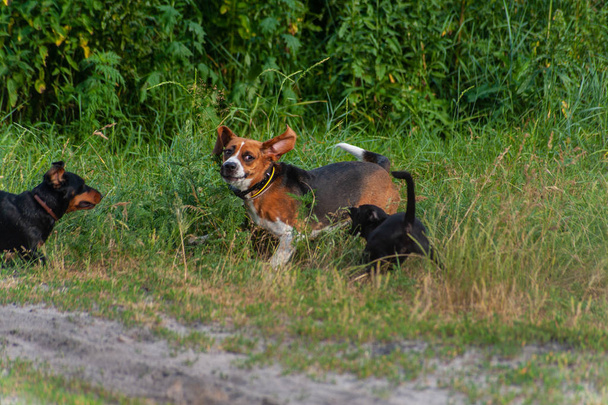 tři veselé lovecké psy-hnědé Beagle, černý jezevčík a  - Fotografie, Obrázek
