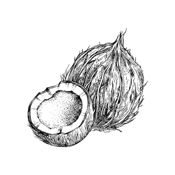 Hand drawn coconut with half - Вектор, зображення