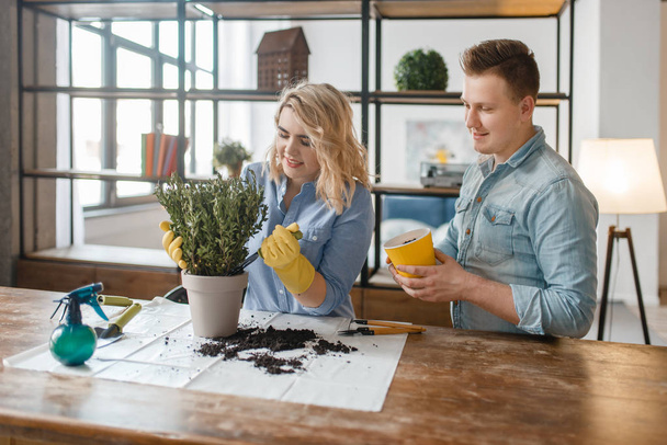 Young couple changes the soil in home plants, florist hobby. Man and woman takes care and growing of domestic flowers, gardening - Photo, Image