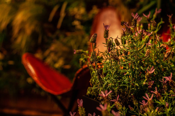 Salvia-Blüten in warmem Licht auf farbigem Interieur in gedämpftem Licht - Foto, Bild