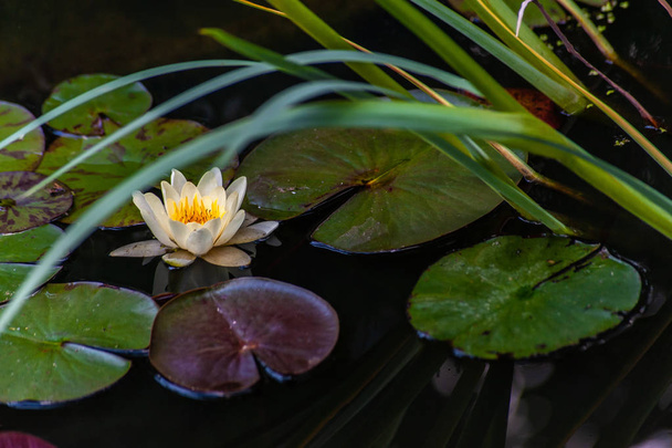 Biała nimphaea lub lilia wodna z żółtymi kwiatami serca i zielonym - Zdjęcie, obraz