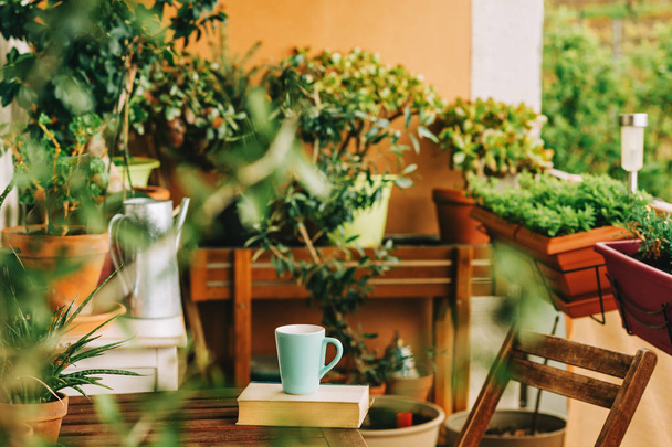 Cozy summer balcony with many potted plants, cup of tea and old vintage book - Фото, зображення