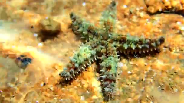 Akdeniz kaya deniz yıldızı - Coscinasterias tenuispina - Video, Çekim