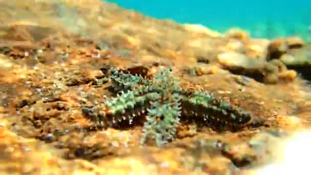 Estrella del mar de roca mediterránea - Coscinasterias tenuispina
 - Imágenes, Vídeo