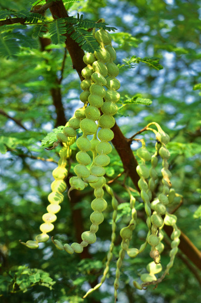 die Früchte der Vachellia nilotica, allgemein bekannt als Kaugummi-Arabischer Baum, Babul, Dornenmimosa, ägyptische Akazie oder dornige Akazie ist ein Baum in der Familie der Fabaceae - Foto, Bild