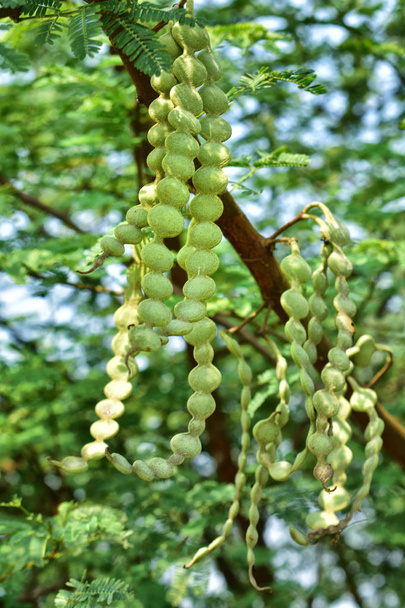 de vruchten van vachellia nilotica, beter bekend als Arabische gom, babul, Doorn Mimosa, Egyptische Acacia of netelige Acacia, is een boom uit de familie Fabaceae. - Foto, afbeelding