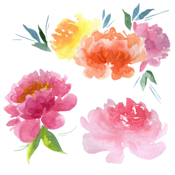 Peônia flores botânicas florais. Conjunto de ilustração de fundo aquarela. Peônias isoladas elemento ilustrativo
. - Foto, Imagem