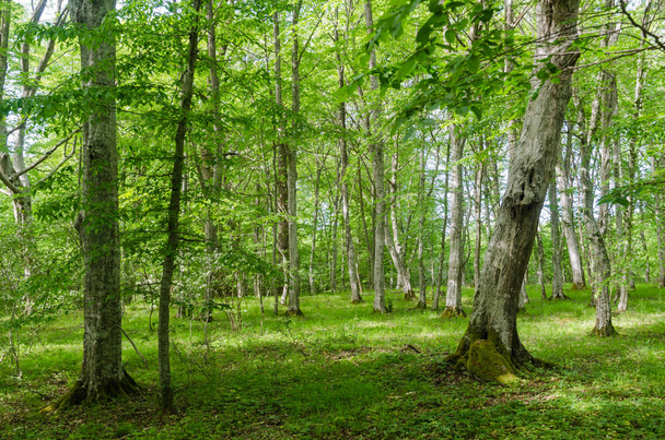 Яскраво-зелений листяний ліс з деревами рогів до весняних морів
 - Фото, зображення
