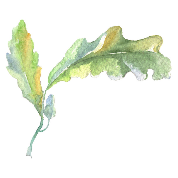 森のドングリの緑の葉。●水彩背景イラストセット。孤立したオークのイラスト要素. - 写真・画像