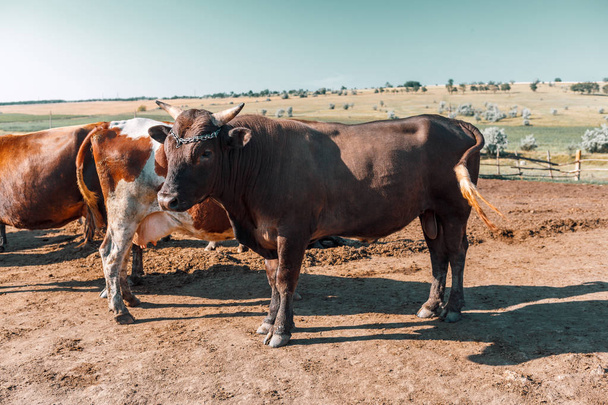 Toro e mucca sullo sfondo dei campi rurali. Guida e protegge il suo gregge. Allevamento. Industria della carne
. - Foto, immagini