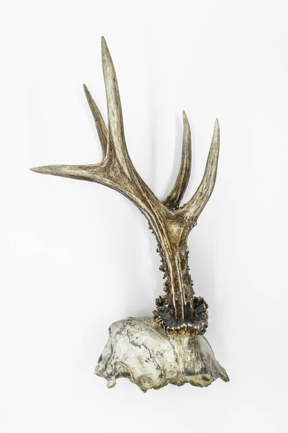 Deer antlers with a skull - Photo, Image
