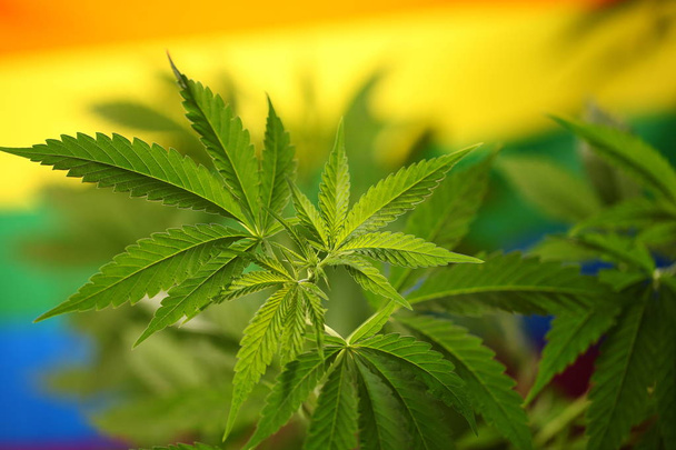 yasal marihuana kavramı. Tıbbi esrar bayrağı arka plan - Fotoğraf, Görsel