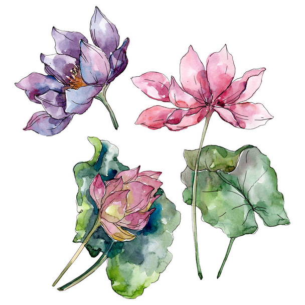 Lotus floral botanical flowers. Wild spring leaf wildflower isolated. Watercolor background illustration set. Watercolour drawing fashion aquarelle isolated. Isolated lotus illustration element. - Fotoğraf, Görsel