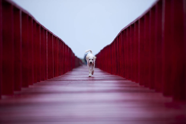 бездомний собака ходить по червоному дерев'яному мосту
  - Фото, зображення