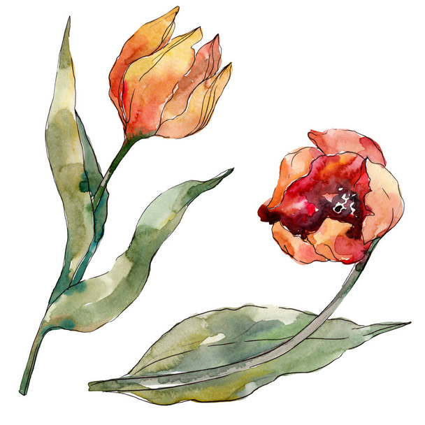 Red tulip floral botanical flower. Wild spring leaf wildflower isolated. Watercolor background illustration set. Watercolour drawing fashion aquarelle isolated. Isolated tulips illustration element. - 写真・画像