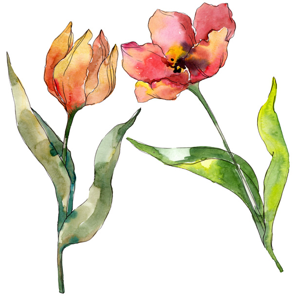 赤いチューリップの花の植物の花 野生の春の葉の野生の花が孤立しました 水彩背景イラストセット 水彩画ファッションアクアレル孤立 分離されたチューリップ イラスト要素 ロイヤリティフリー写真 画像素材