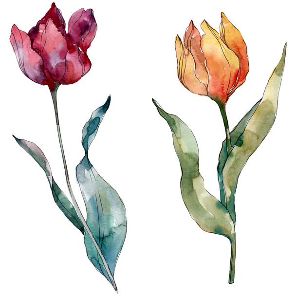 Red tulip floral botanical flower. Wild spring leaf wildflower isolated. Watercolor background illustration set. Watercolour drawing fashion aquarelle isolated. Isolated tulips illustration element. - Foto, Imagem