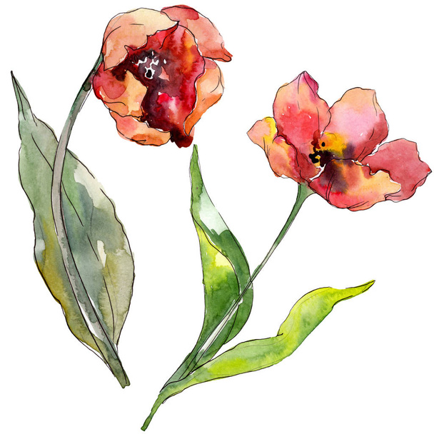 赤いチューリップの花の植物の花 野生の春の葉の野生の花が孤立しました 水彩背景イラストセット 水彩画ファッションアクアレル孤立 分離された チューリップイラスト要素 ロイヤリティフリー写真 画像素材