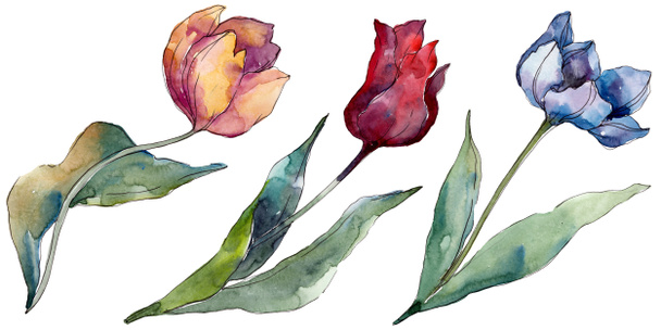Tulip floral botanical flowers. Wild spring leaf wildflower isolated. Watercolor background illustration set. Watercolour drawing fashion aquarelle isolated. Isolated tulips illustration element. - Foto, immagini