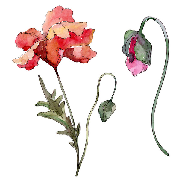 Poppy virágos botanikus virág. Akvarell háttér illusztráció meg. Az elszigetelt Pipacsok illusztrációs elem. - Fotó, kép