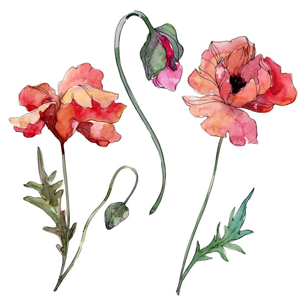Poppy floral botanical flower. Watercolor background illustration set. Isolated poppies illustration element. - Fotoğraf, Görsel