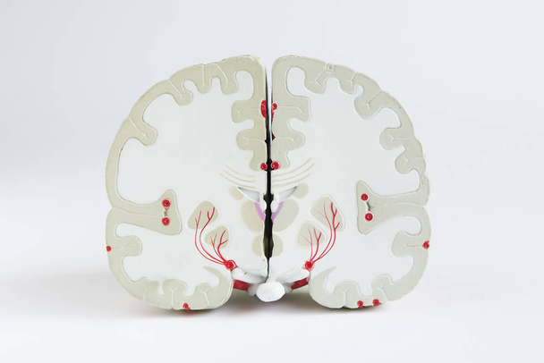 Вид спереди модели мозга на белом фоне
 - Фото, изображение