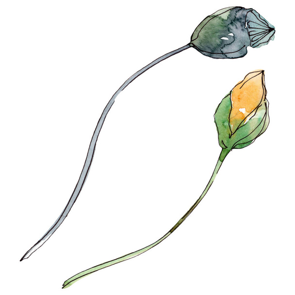 Poppy floral botanical flower. Wild spring leaf wildflower. Watercolor background illustration set. Watercolour drawing fashion aquarelle. Isolated poppies illustration element. - Foto, Imagem